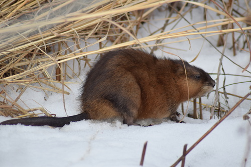 Muskrat