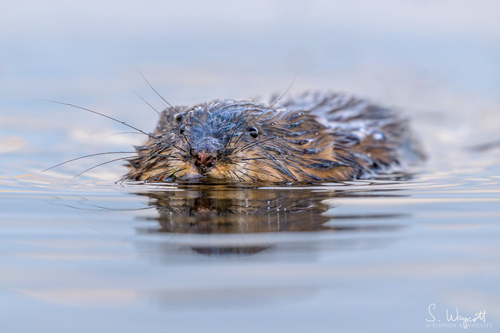 Muskrat