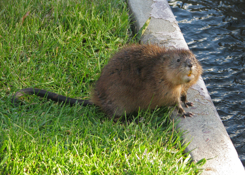 Muskrat