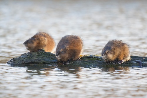 Muskrat