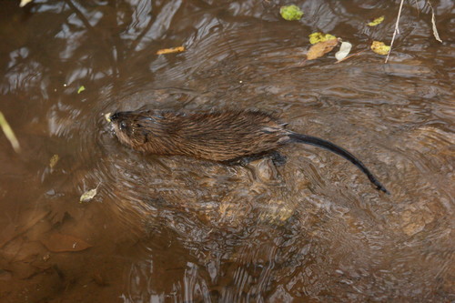 Muskrat