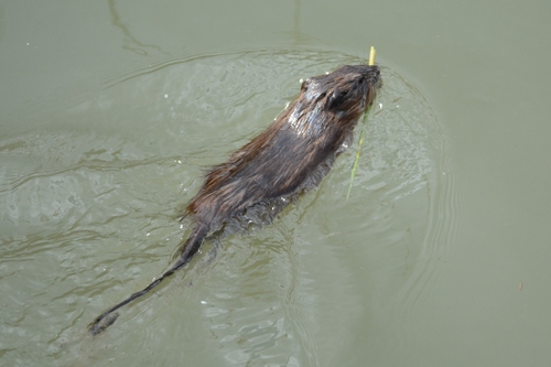 Muskrat