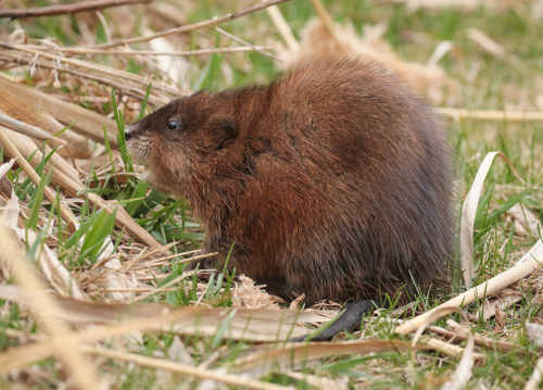 Muskrat