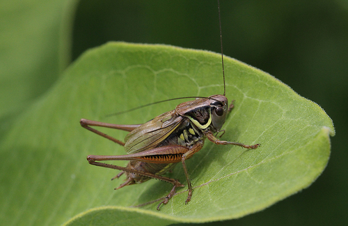 Roesel's Bush-cricket