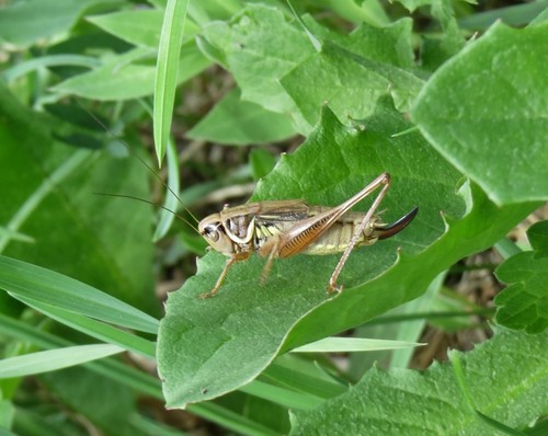 Roesel's Bush-cricket