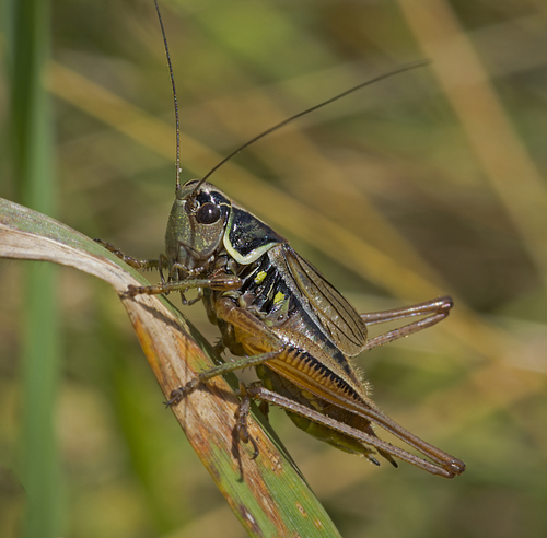 Roesel's Bush-cricket
