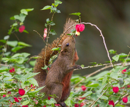 Pallas' Squirrel