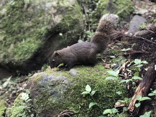 Pallas' Squirrel