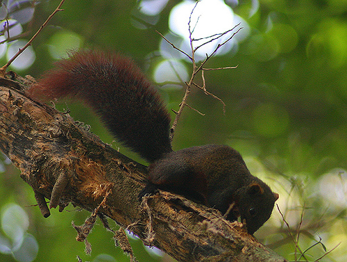 Pallas' Squirrel