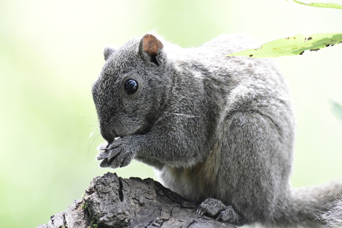 Pallas' Squirrel