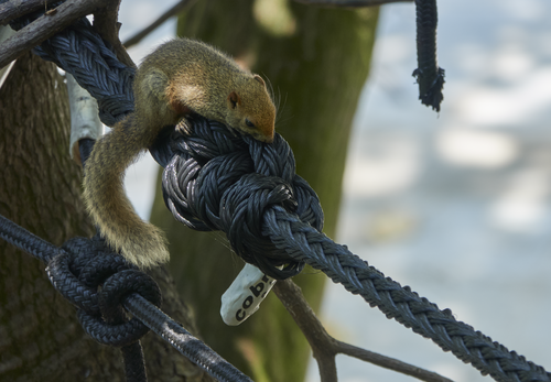 Pallas' Squirrel
