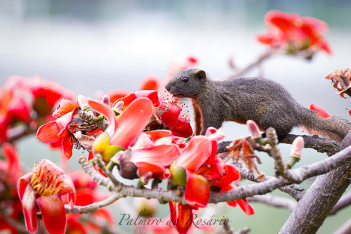 Pallas' Squirrel
