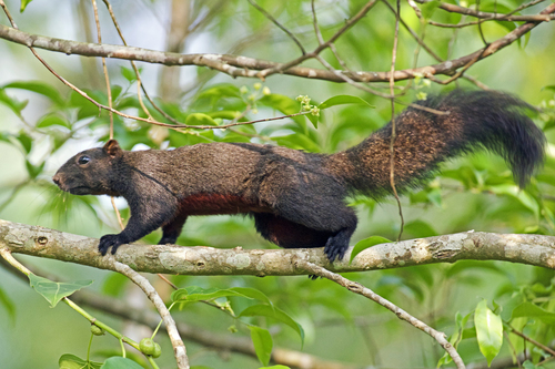Pallas' Squirrel
