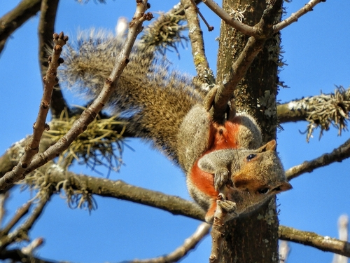 Pallas' Squirrel