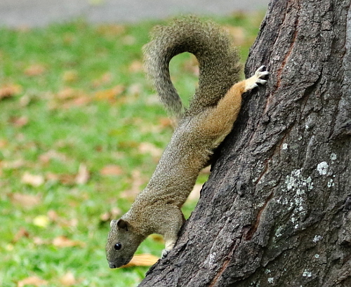 Pallas' Squirrel