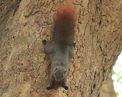 Pallas' Squirrel