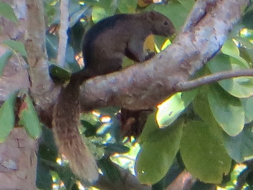 Pallas' Squirrel
