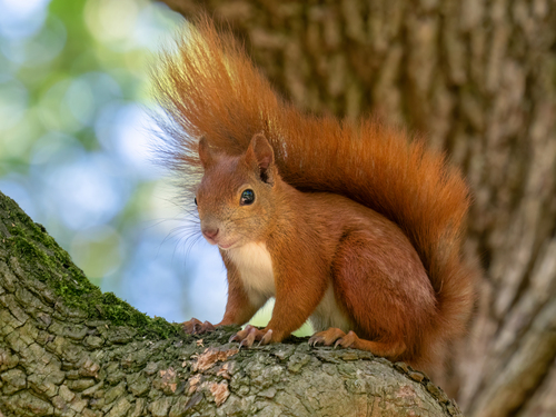 Eurasian Red Squirrel