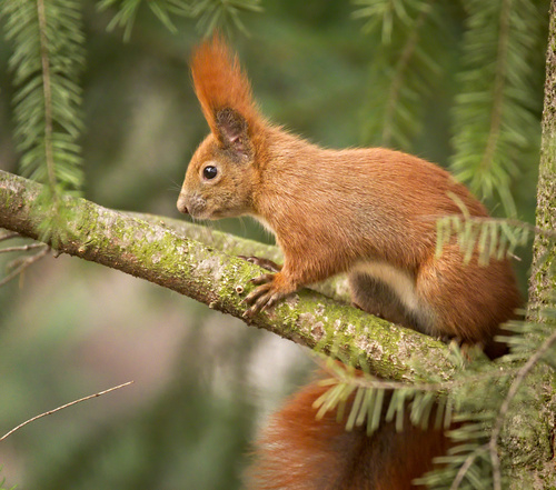 Eurasian Red Squirrel