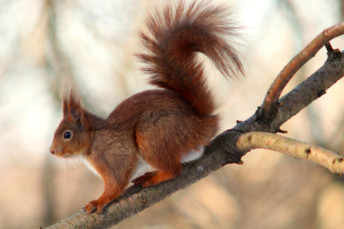 Eurasian Red Squirrel