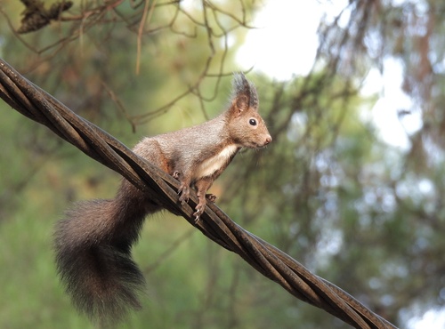 Eurasian Red Squirrel