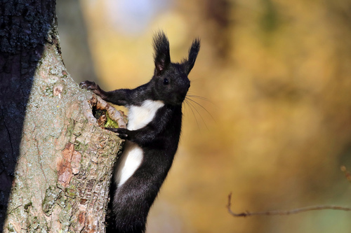 Eurasian Red Squirrel