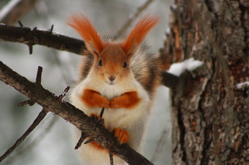 Eurasian Red Squirrel