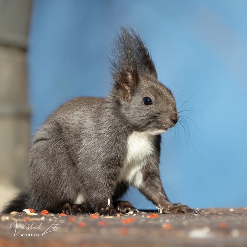 Eurasian Red Squirrel