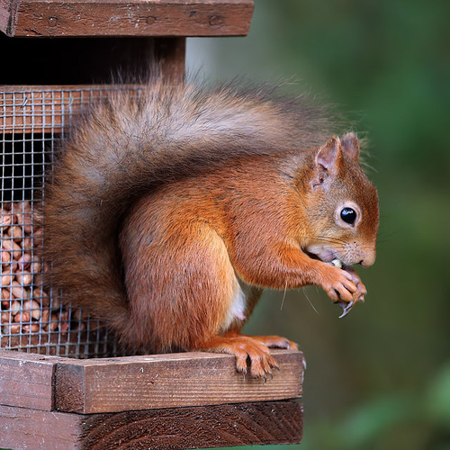 Eurasian Red Squirrel