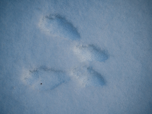 Eurasian Red Squirrel