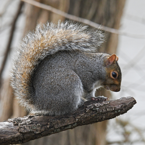 Eastern Gray Squirrel