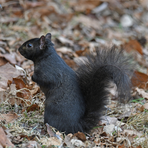 Eastern Gray Squirrel