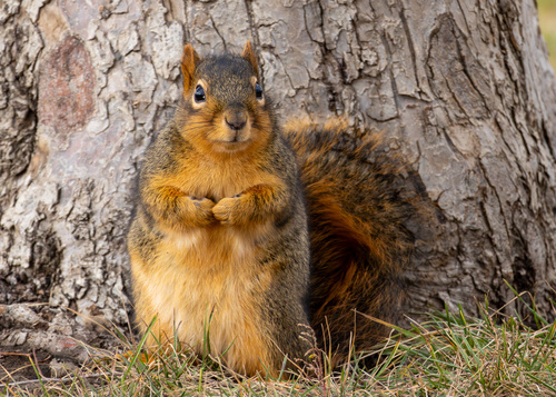 Eastern Fox Squirrel