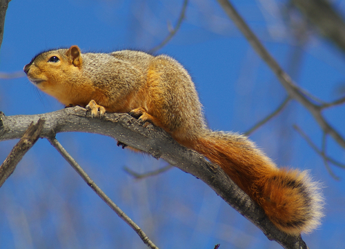 Eastern Fox Squirrel