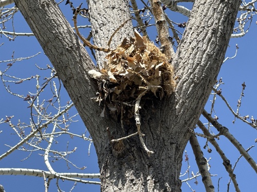 Eastern Fox Squirrel