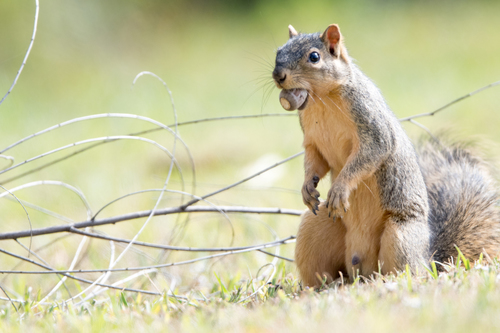 Eastern Fox Squirrel