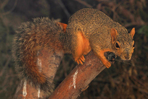 Eastern Fox Squirrel
