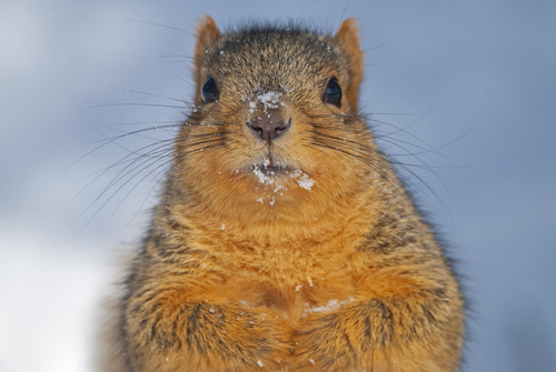 Eastern Fox Squirrel