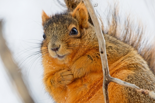 Eastern Fox Squirrel