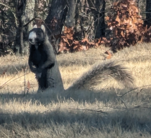 Eastern Fox Squirrel