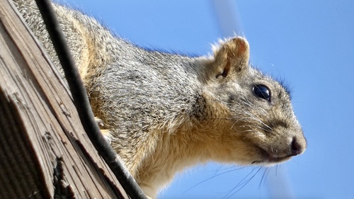 Eastern Fox Squirrel