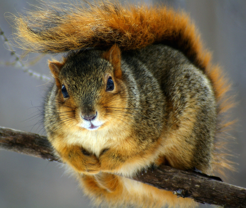 Eastern Fox Squirrel