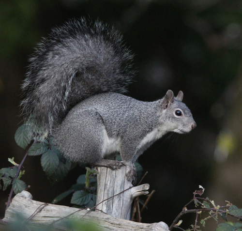 Western Gray Squirrel