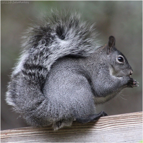 Western Gray Squirrel
