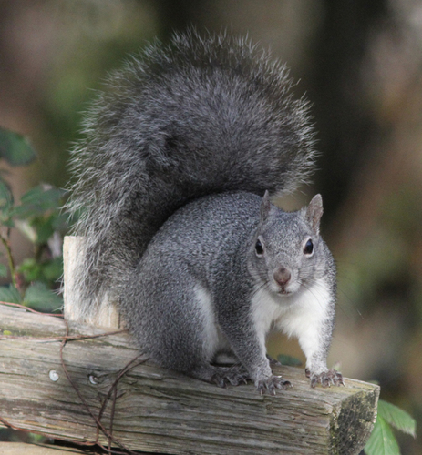 Western Gray Squirrel