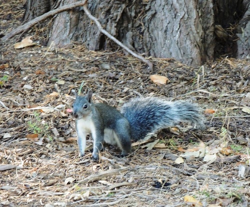 Western Gray Squirrel