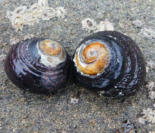 Black Tegula