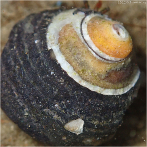 Black Tegula