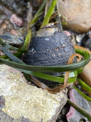 Black Tegula