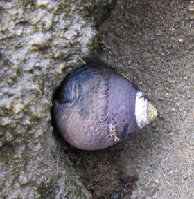 Black Tegula